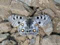 Parnassius apollo (Apollo)